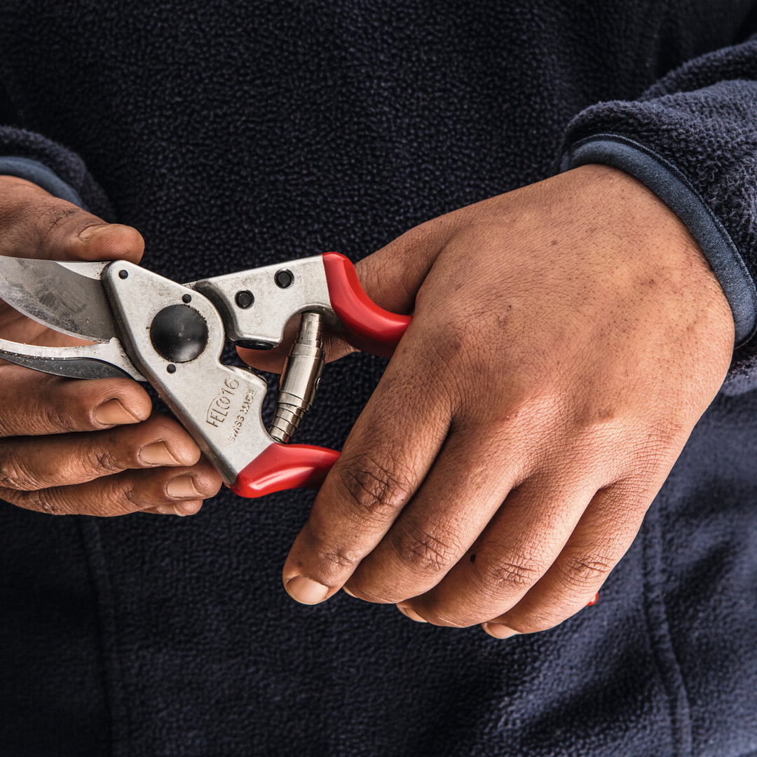 Rebschere Felco 16 für Linkshänder